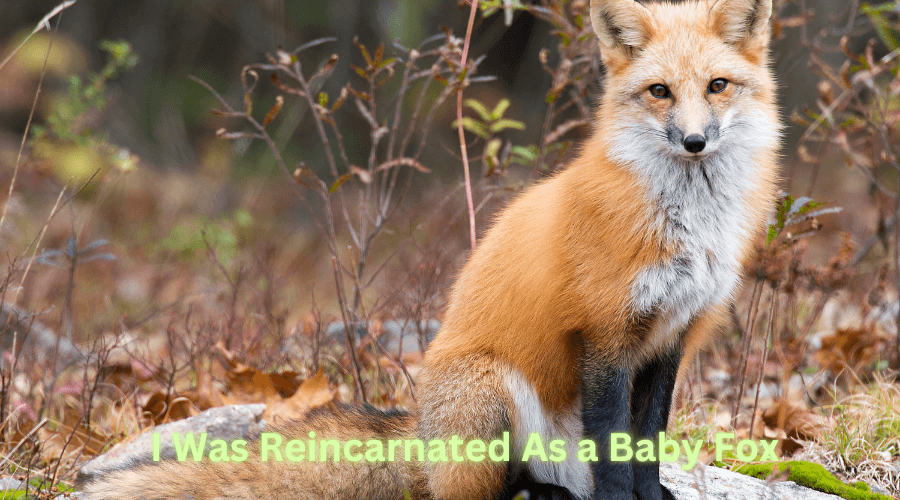 I Was Reincarnated As a Baby Fox