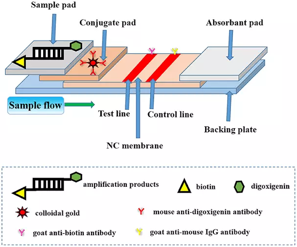 Lateral Flow Test Pads
