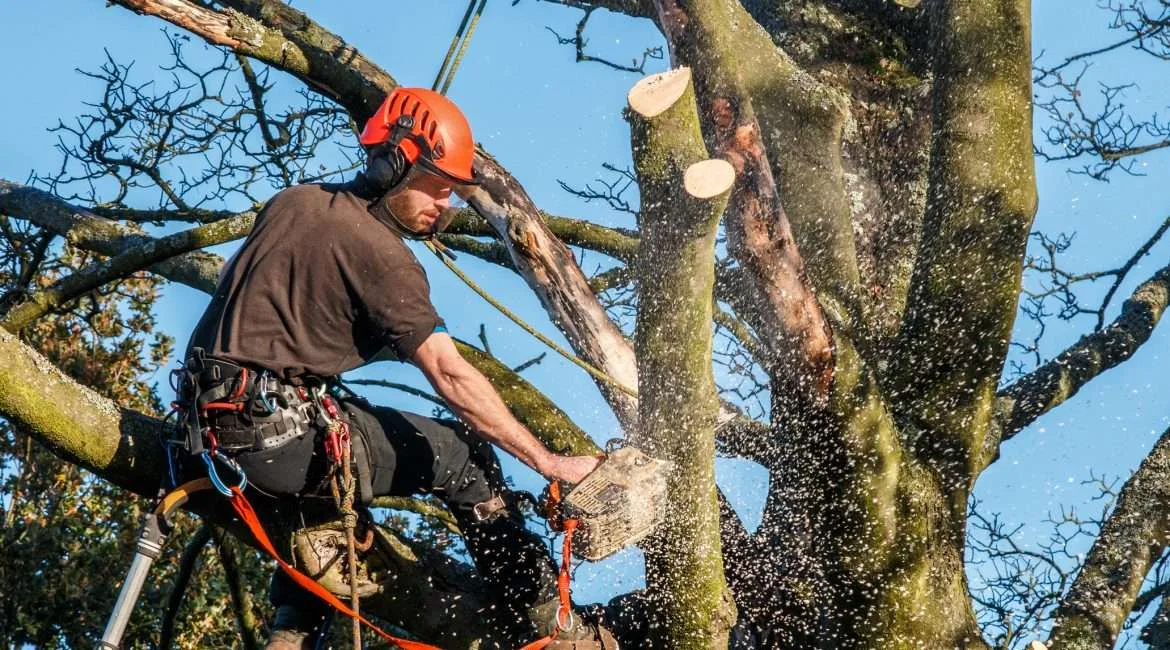 Tree Surgeon in Leicester