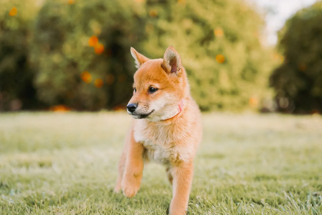 Shiba Inus Puppies for Sale